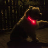 Led Glow Dog Collar - The TC Shop
