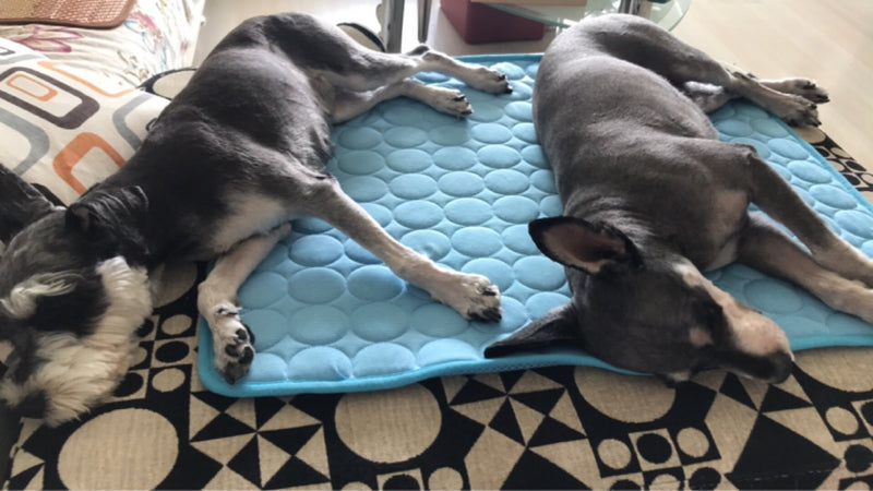 Cooling Dog Mat - The TC Shop