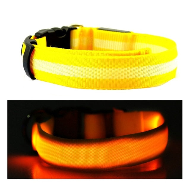 Led Glow Dog Collar - The TC Shop