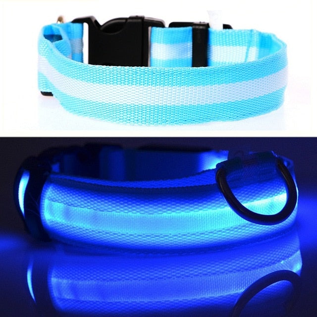 Led Glow Dog Collar - The TC Shop